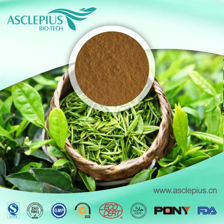 Green Tea P.E Supplier Wholesale /The Active Ingrediants Are EGCG,epigallocatechin Gallate ,gallocatechin,epicatechin
