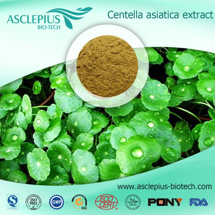 Gotu Kola Extract powder