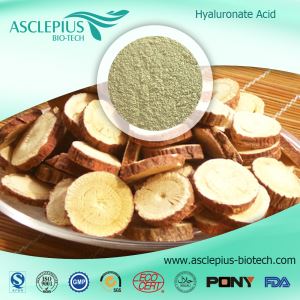 Polvere di estratto di radice di astragalo/estratto di Huang Qi/il principio attivo è l'astragaloside, fornitore di astragalina all'ingrosso