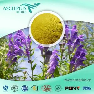 Estratto di Baicalin, fornitore di polvere di estratto di radix Scutellariae all'ingrosso / incluso Baicalin, Baicalein, wogonin